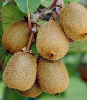 Actinidia deliciosa Solissimo ®